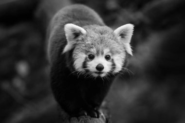 Ağaçtaki kırmızı panda