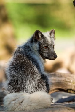 Ormanda kutup tilkisi