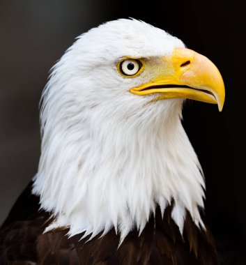 Kel kartal portresi