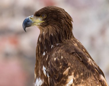 Ormanda beyaz kuyruklu kartal portresi