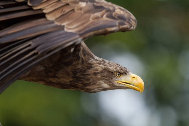 Ormanda beyaz kuyruklu kartal