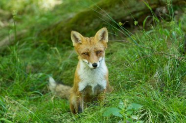 Ormanda kızıl tilki