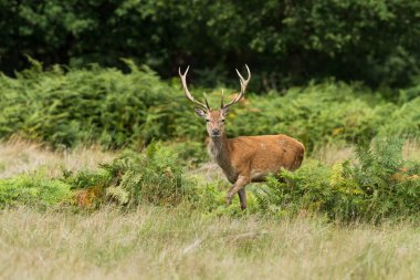 Yaz boyunca ormanda kızıl geyik