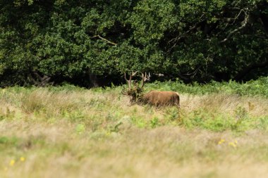 Yaz boyunca ormanda kızıl geyik