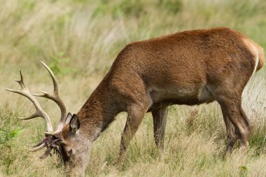 Yaz boyunca ormanda kızıl geyik