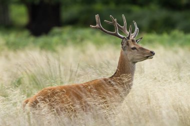 Yaz boyunca ormanda kızıl geyik