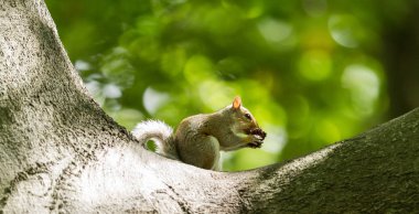 Yaz boyunca ağaçtaki gri sincap
