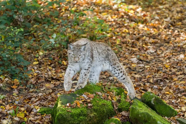 Lynx Forest Autumn — ストック写真