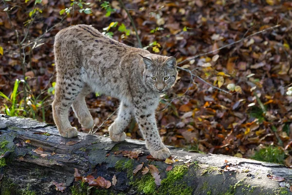 Lynx Erdőben Ősszel — Stock Fotó