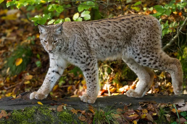 Lynx Erdőben Ősszel — Stock Fotó