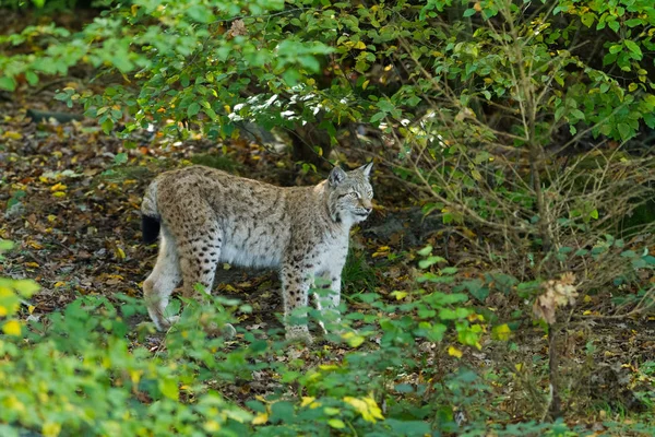 Lynx Στο Δάσος Κατά Διάρκεια Του Φθινοπώρου — Φωτογραφία Αρχείου