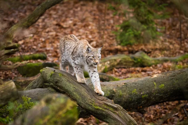 Lynx Στο Δάσος Κατά Διάρκεια Του Φθινοπώρου — Φωτογραφία Αρχείου
