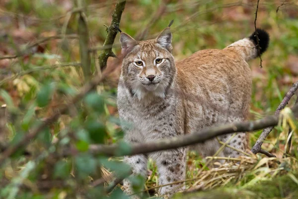 Lynx Erdőben Ősszel — Stock Fotó