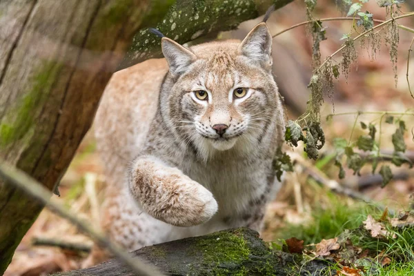 Lynx Erdőben Ősszel — Stock Fotó