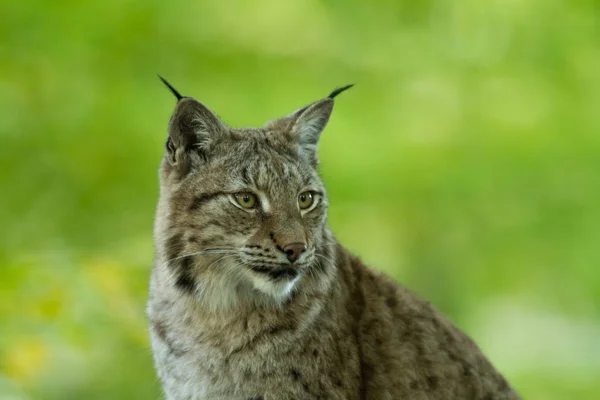 Portret Van Een Lynx Het Bos Herfst — Stockfoto