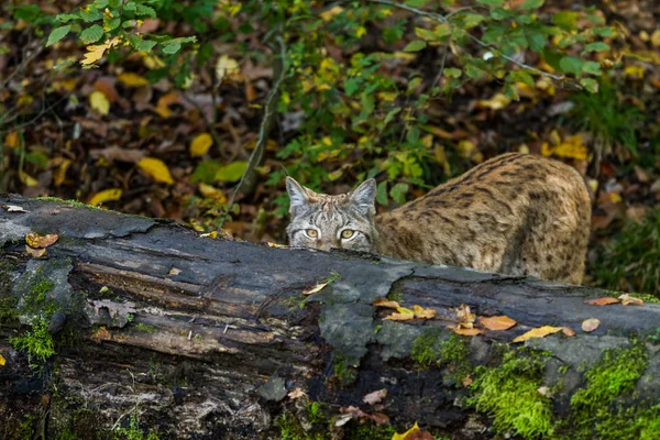 Lynx Het Bos Herfst — Stockfoto