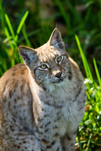 Lynx Skogen Solnedgången — Stockfoto