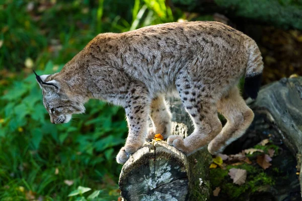 Lynx Erdőben Naplementekor — Stock Fotó