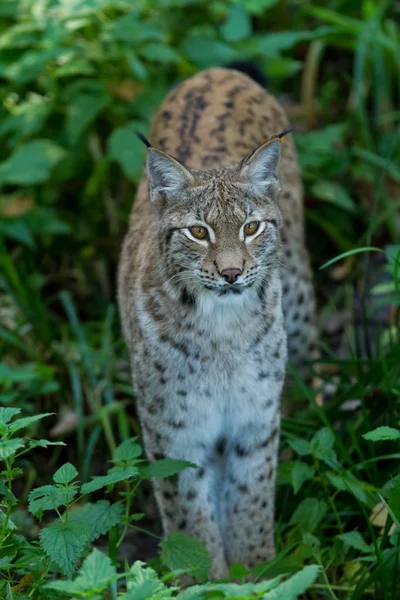 Lynx Erdőben Naplementekor — Stock Fotó