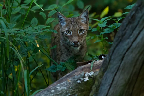 Lynx Erdőben Naplementekor — Stock Fotó