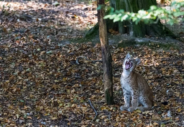 Lynx Στο Δάσος Κατά Διάρκεια Του Ηλιοβασιλέματος — Φωτογραφία Αρχείου
