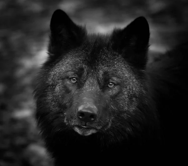 Porträt Eines Schwarzen Wolfes Wald — Stockfoto