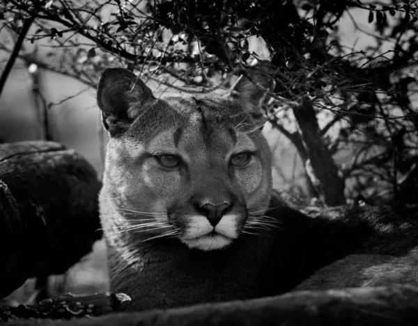 Porträt Eines Puma Dschungel — Stockfoto