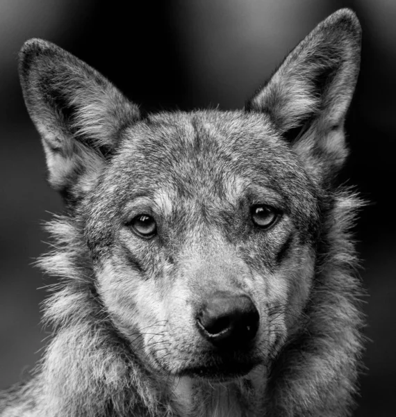 Porträt Eines Grauen Wolfes Wald — Stockfoto