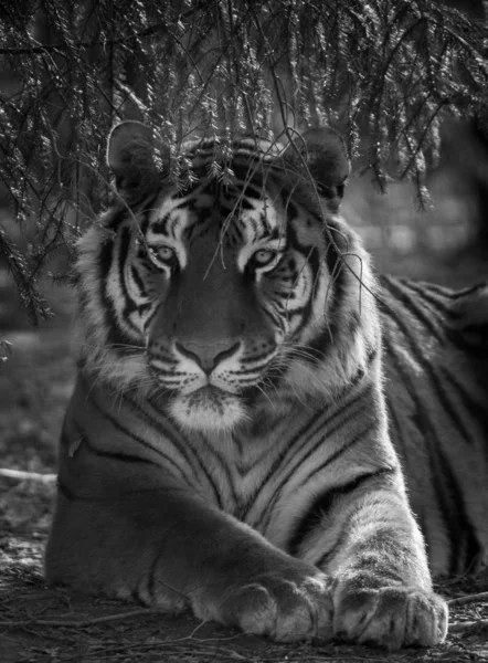 Retrato Tigre Selva — Foto de Stock