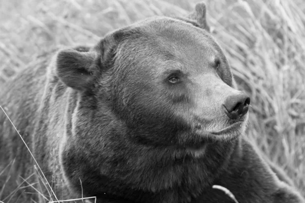 森林里棕熊的画像 — 图库照片