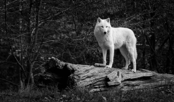 Weißer Wolf Wald — Stockfoto