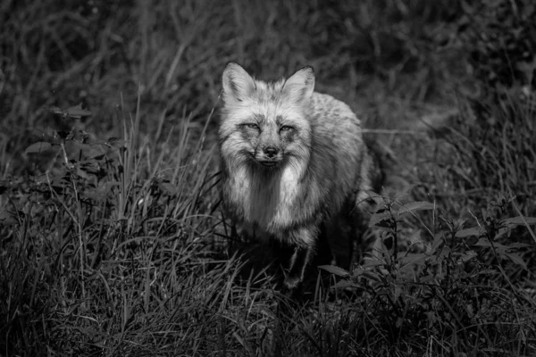 Rotfuchs Spielt Wald — Stockfoto