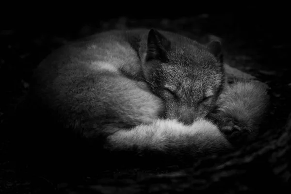 Polar Fox Sleeping Forest — Stock Photo, Image