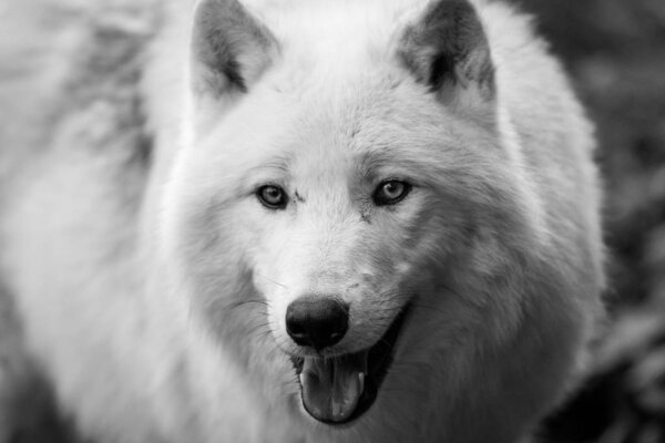 Portrait of a white wolf in the forest