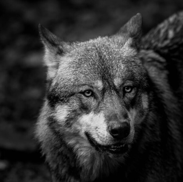 Portrait of a grey wolf