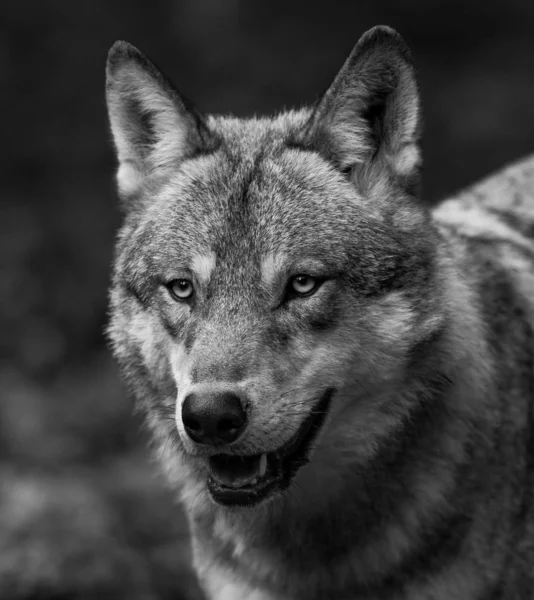 Portret Van Een Grijze Wolf — Stockfoto