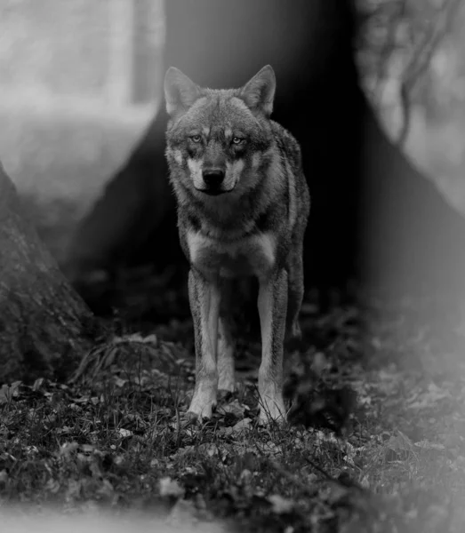 灰太狼的肖像 — 图库照片