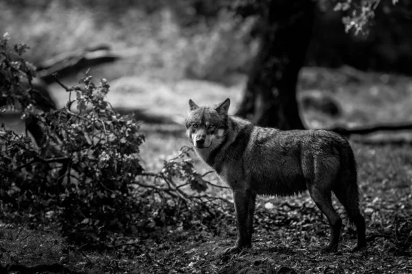 Портрет Сірого Вовка — стокове фото