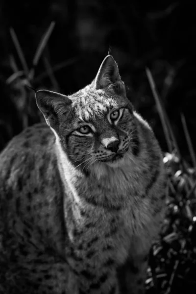 Ritratto Lince Nella Foresta — Foto Stock