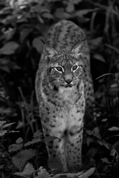 Portret Van Een Lynx Het Bos — Stockfoto