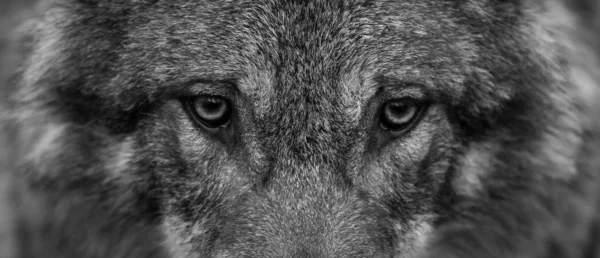 灰太狼的肖像 — 图库照片