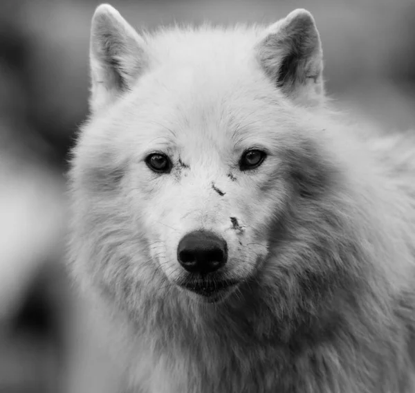 Portret Van Een Witte Wolf Het Bos — Stockfoto