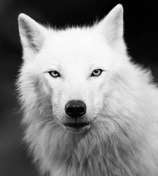 Portrait Loup Blanc Dans Forêt — Photo