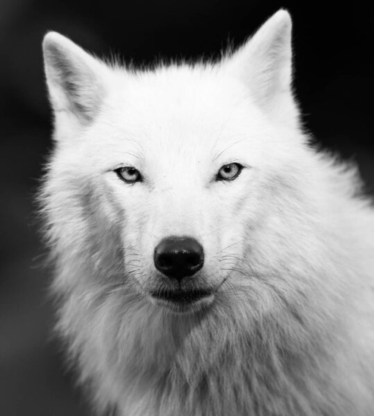 Portrait of a white wolf in the forest