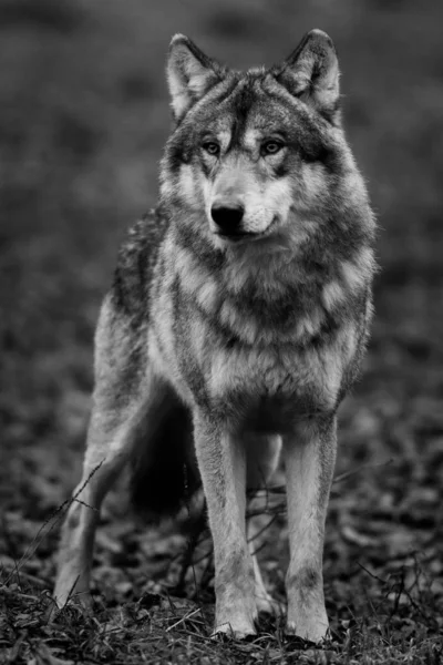 Γκρίζος Λύκος Στο Δάσος — Φωτογραφία Αρχείου