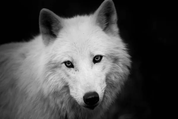 Retrato Lobo Blanco Bosque — Foto de Stock