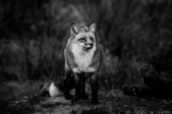Κόκκινη Αλεπού Στο Δάσος — Φωτογραφία Αρχείου