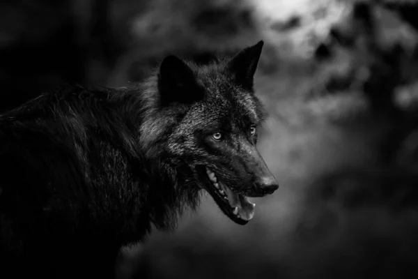 Portret Czarnego Wilka Lesie — Zdjęcie stockowe