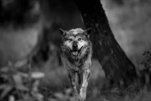 Porträt Eines Schwarzen Wolfes Wald — Stockfoto