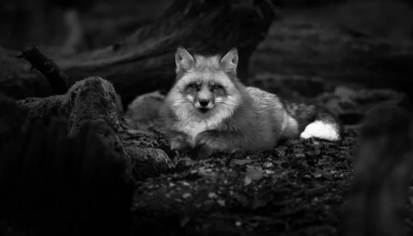 Rotfuchs Sitzt Wald — Stockfoto